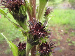 Saussurea baicalensis