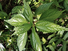 Oreocnide frutescens