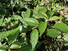 Oreocnide frutescens