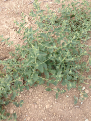 Atriplex rosea