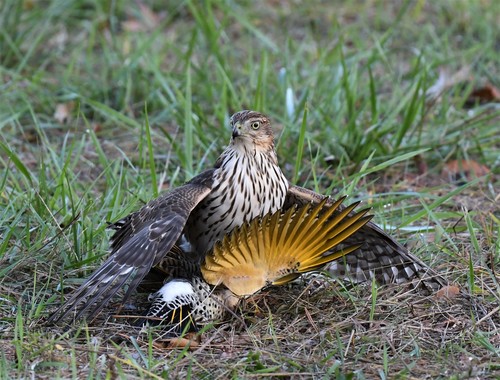Cooper's Hawk, photo 10 of 10