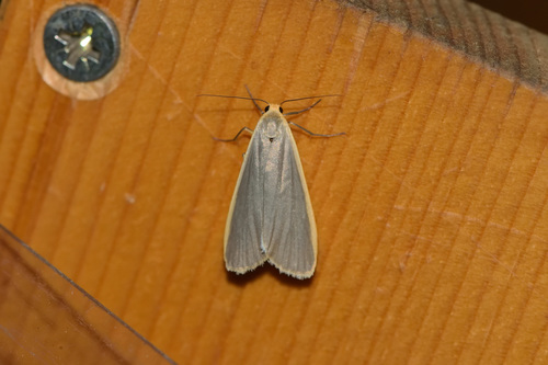 Common Footman photo 4