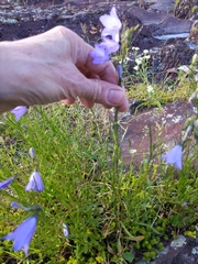 Campanula intercedens