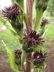 Saussurea baicalensis
