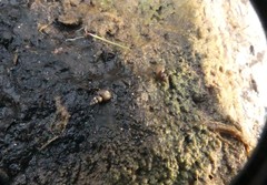 Heleobia chimbaensis