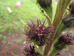 Saussurea baicalensis