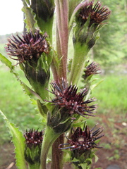 Saussurea baicalensis