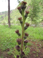 Saussurea baicalensis
