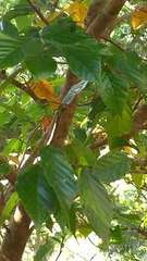 Corylopsis multiflora