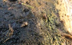 Heleobia chimbaensis