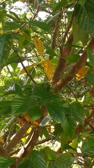 Corylopsis multiflora