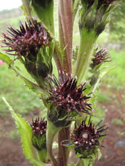 Saussurea baicalensis