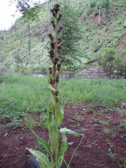 Saussurea baicalensis