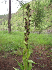 Saussurea baicalensis