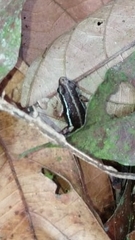 Epipedobates anthonyi