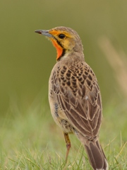 Cape Longclaw photo 2