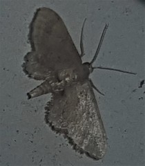 Idaea trypheropa