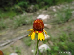 Helenium amphibolum