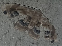 Holocryptis phasianura