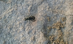 Cicindela willistoni echo