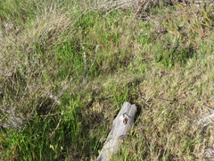 Cynodon dactylon dactylon