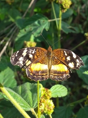 Anthanassa drusilla