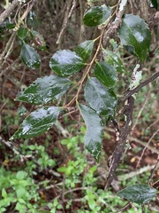 Maytenus undata