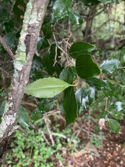 Maytenus undata
