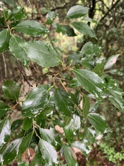 Maytenus undata