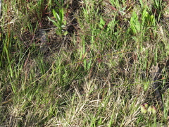 Cynodon dactylon dactylon