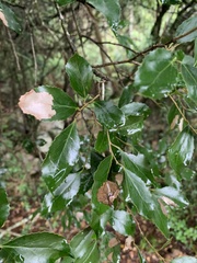 Maytenus undata