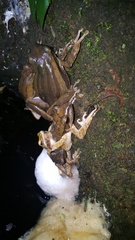 Java Whipping Frog photo 2