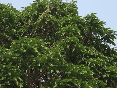 Mangifera indica