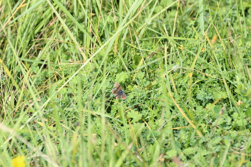 Brown Argus photo 3