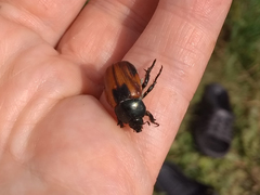 Anisoplia austriaca
