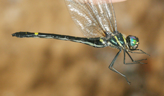 Macromia callisto