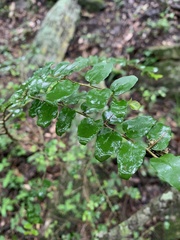 Dovyalis rhamnoides