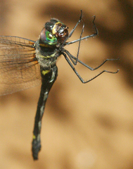 Macromia callisto