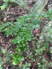 Dovyalis rhamnoides
