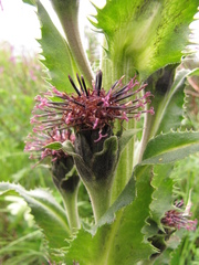 Saussurea baicalensis