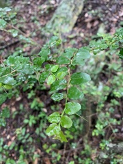 Dovyalis rhamnoides