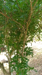 Kigelia africana africana