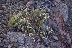 Eriogonum microtheca alpinum