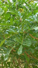 Kigelia africana africana