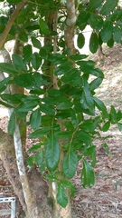 Kigelia africana africana