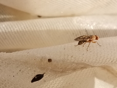 Opomyza petrei