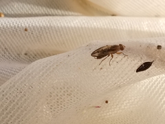 Opomyza petrei