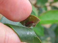 Phocides polybius phanias