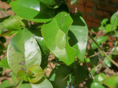 Phocides polybius phanias