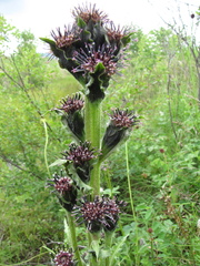 Saussurea baicalensis